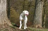 DOGUE ARGENTIN 508